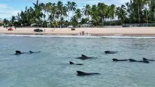 Una veintena de ballenas queda varada en una playa de Brasil