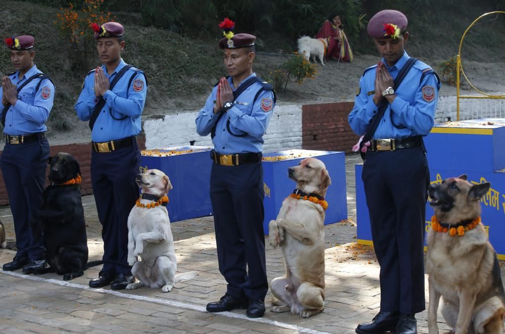 Nepal venera a los perros en el festival Tihar