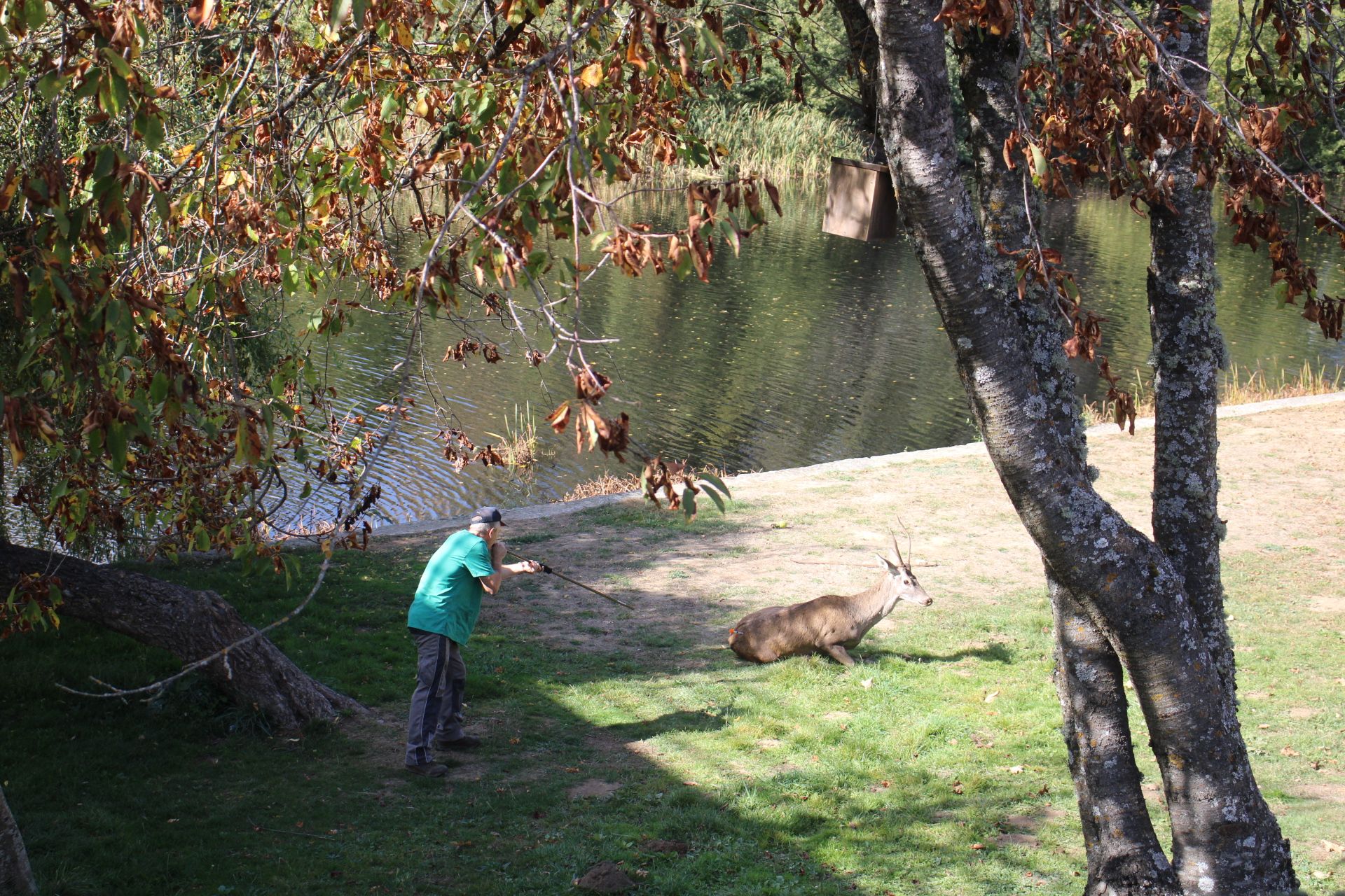 GALERÍA | Rescate de un ciervo enfermo en Puebla