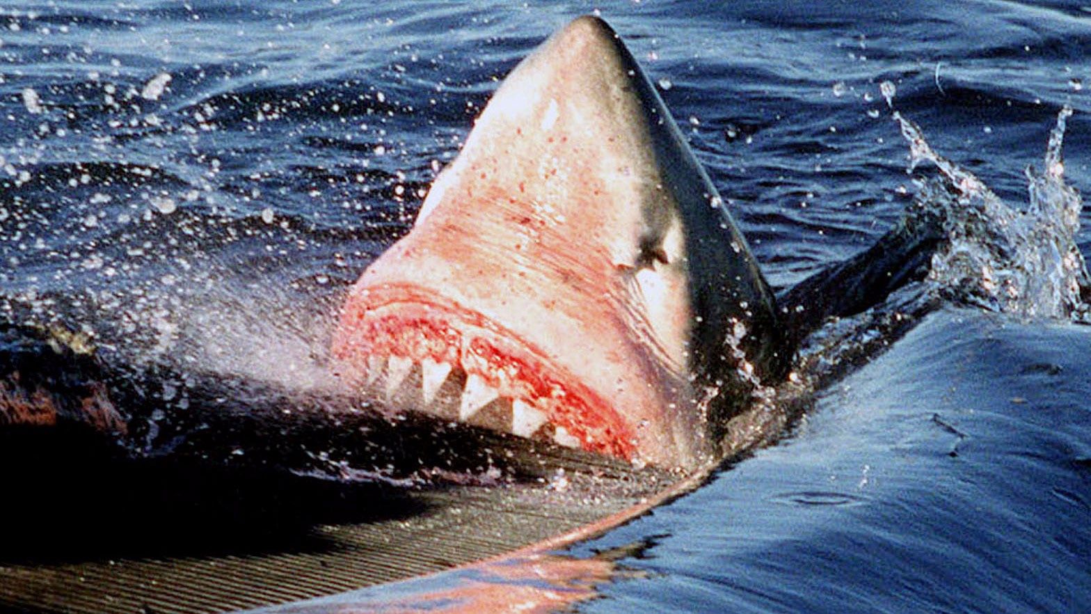 Un tiburón se come el cadaver de una ballena.