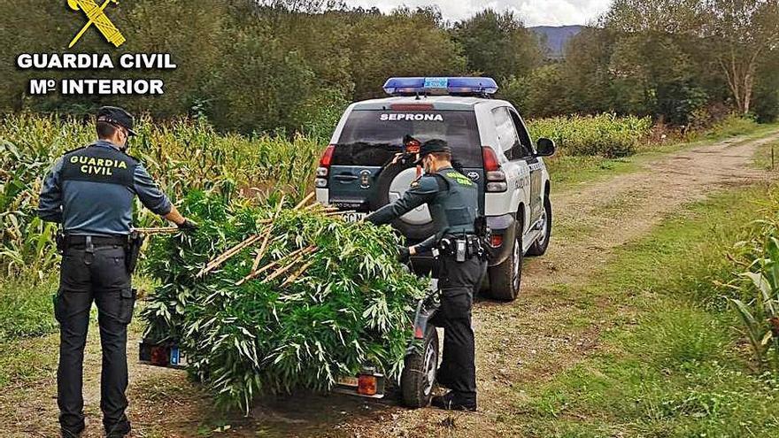 La Guardia Civil descubrió ambas plantaciones.