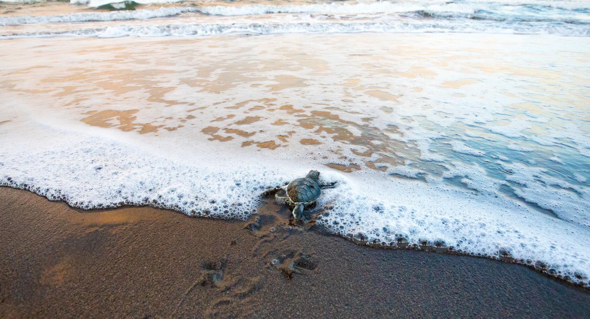 Avistando ojos rojos en el Parque Nacional de Tortuguero, en Costa Rica