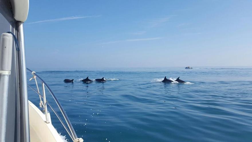 Delfines en el Mediterráneo, vistos desde una embarcación.