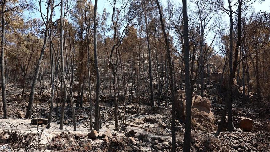 Pastores afectados por el fuego de Espadán : "El monte es una bomba de relojería. Nos hemos quedado sin pastos y corrales"
