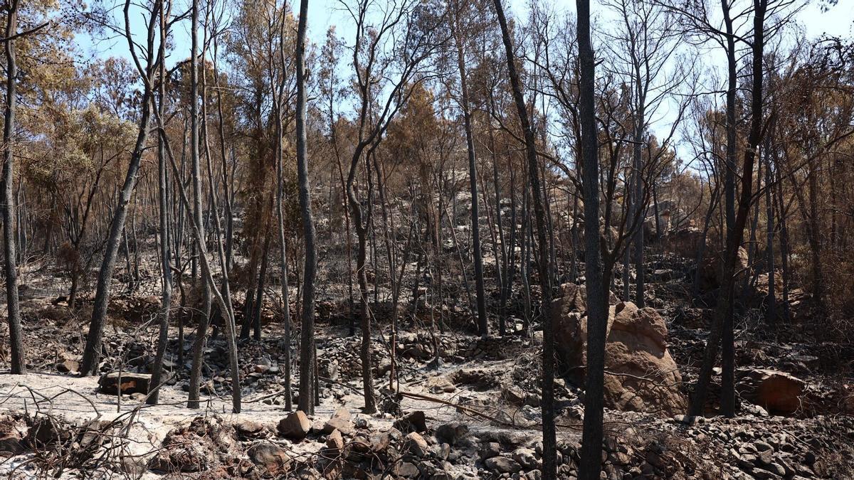 Efectos del fuego durante el incendio de la Vall d'Uixó
