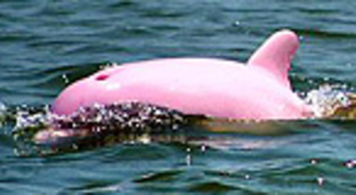 El dofí rosa. El dofí rosa.
