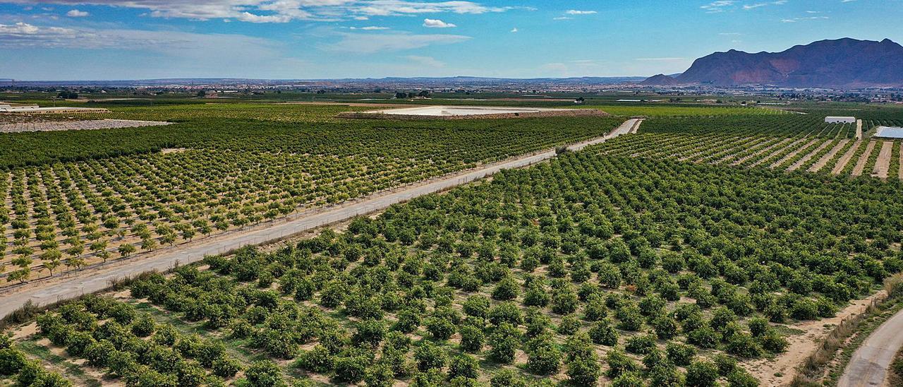 Explotación
agrícola en la Vega
Baja que usa energía
fotovoltaica. tony sevilla