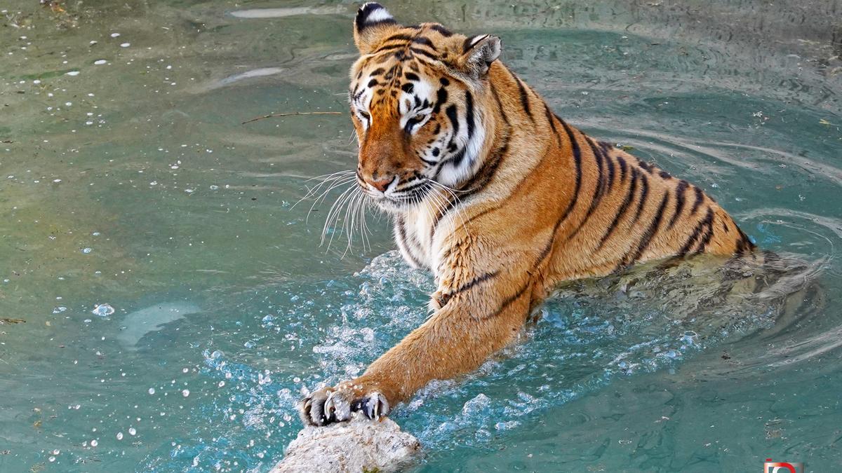 En Terra Natura podrás observar de cerca a la familia de tigres de bengala