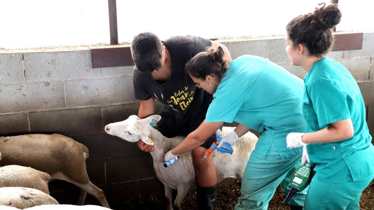 Vacunació a l'explotació del Soler de n'Hug, a Prats de Lluçanès