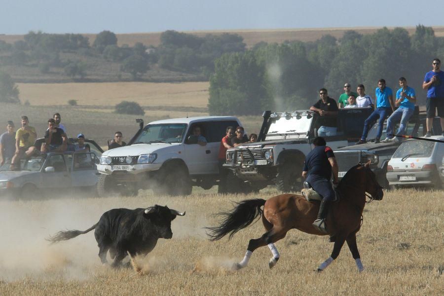 Fiestas en Moraleja del Vino: Encierro