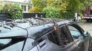 Muere una joven de 23 años en Madrid tras caer un árbol sobre un paso de peatones