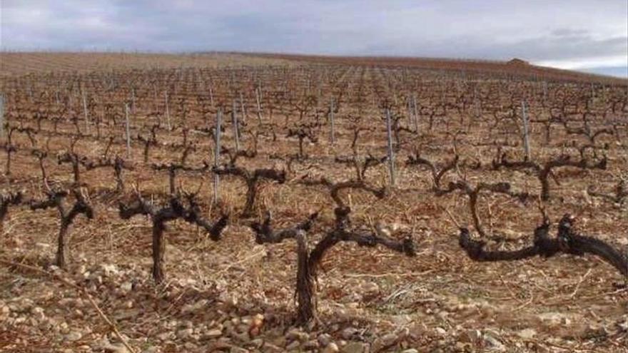 La Junta presenta el requerimiento contra la limitación de las hectáreas para el cava