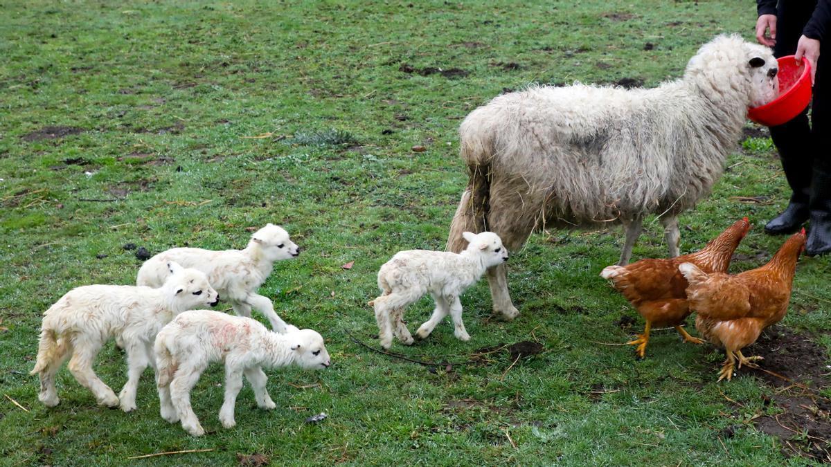 Las cuatro crías siguen a su madre 'Marujiña&quot; en Brión el pasado marzo