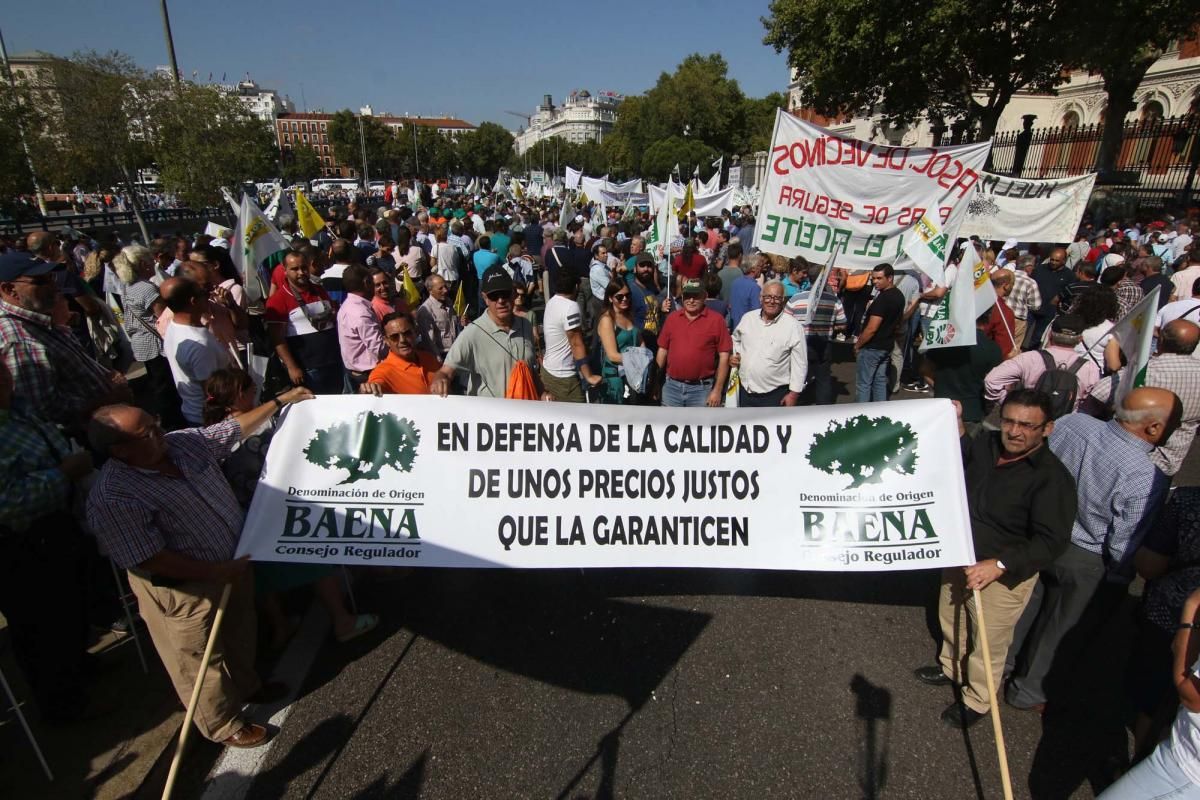 Córdoba se suma a la gran manifestación del olivar en Madrid