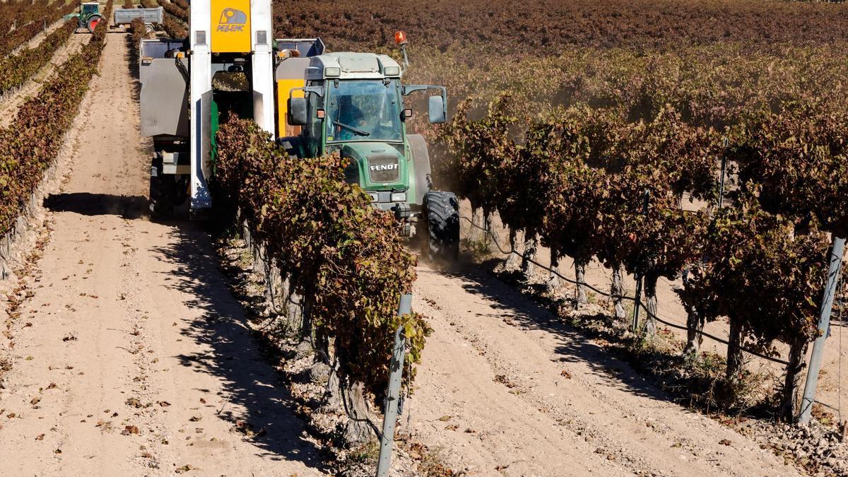 Recolección de uva en una finca de viñedos situada en Castalla.