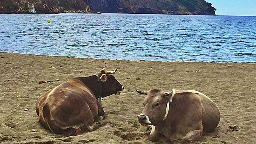 Les vaques prenen el sol a cala Montjoi