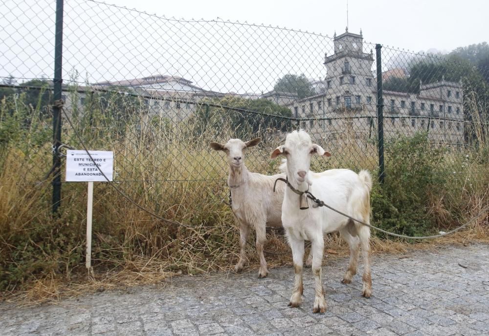 Cabras contra el abandono de la ETEA