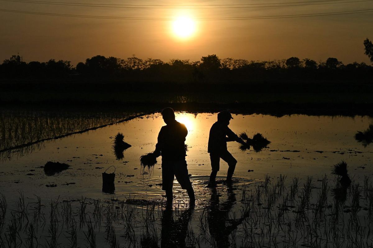 Plantar arroz de noche en Vietnam