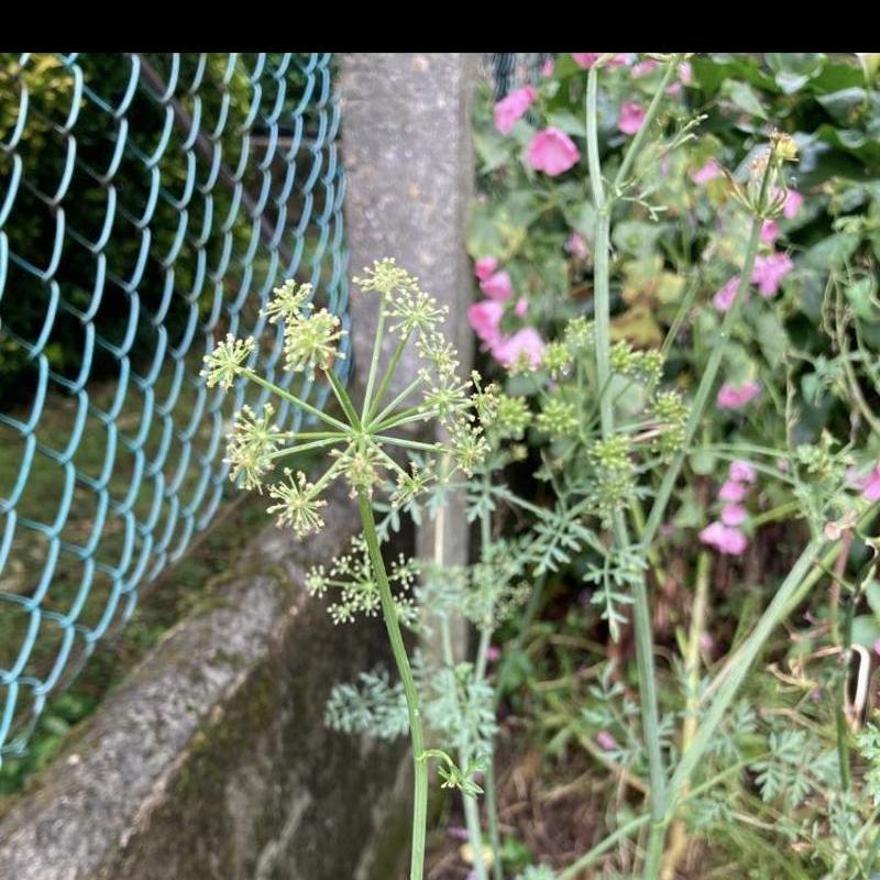 Oenanthe crocata