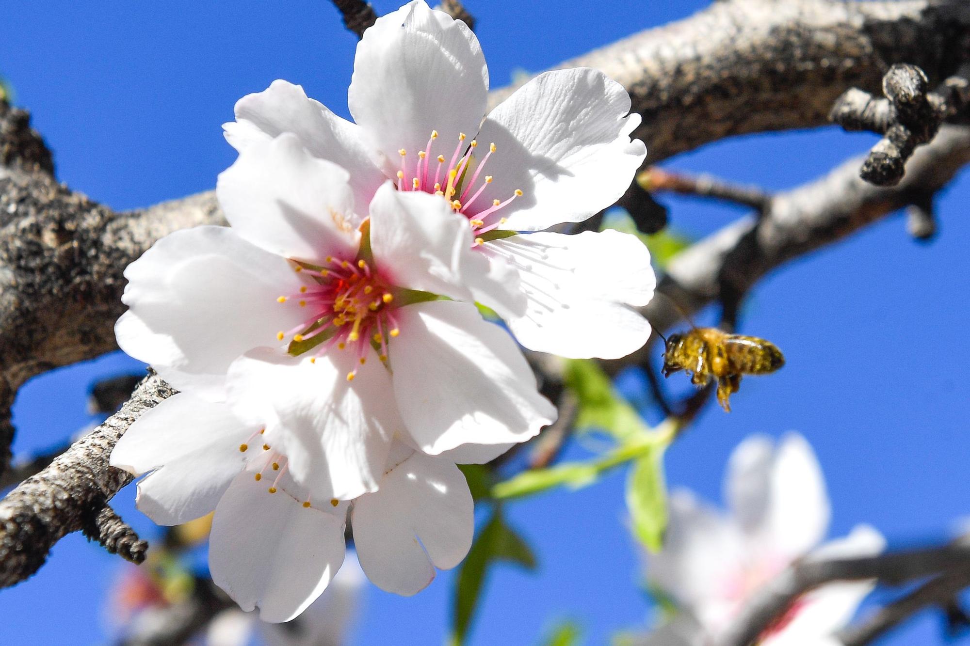 Almendros en flor en Tejeda