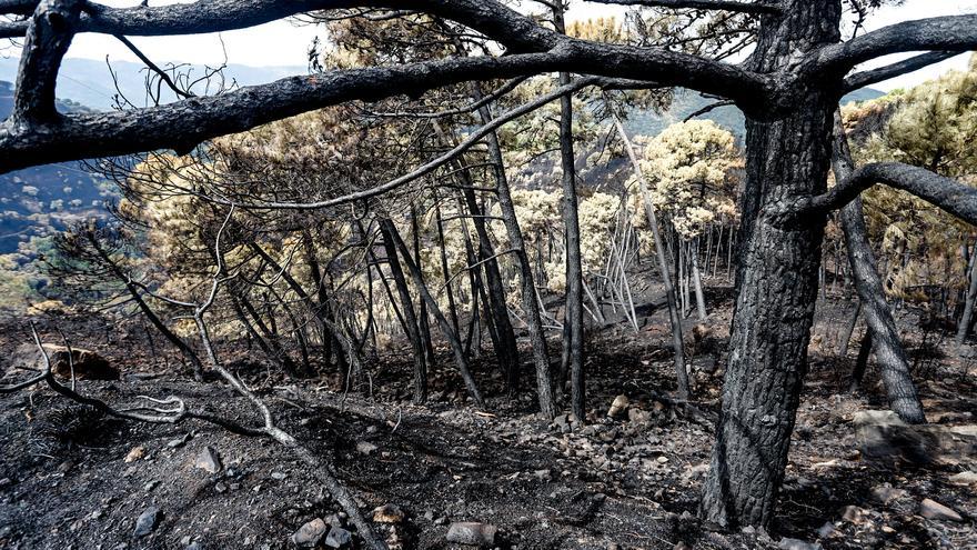 Zonas quemadas por el incendio de Sierra Bermeja, en el área de Puerto de Peñas Blancas a 14 de septiembre 2021 en Estepona (Málaga) Andalucía