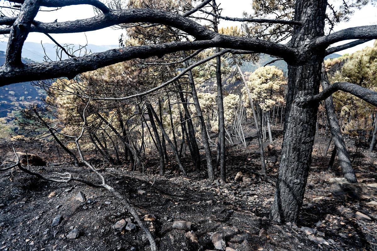 Zonas quemadas por el incendio de Sierra Bermeja, en el área de Puerto de Peñas Blancas a 14 de septiembre 2021 en Estepona (Málaga) Andalucía