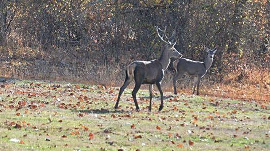 Una pareja de ciervos pasta en un prado de Sanabria.