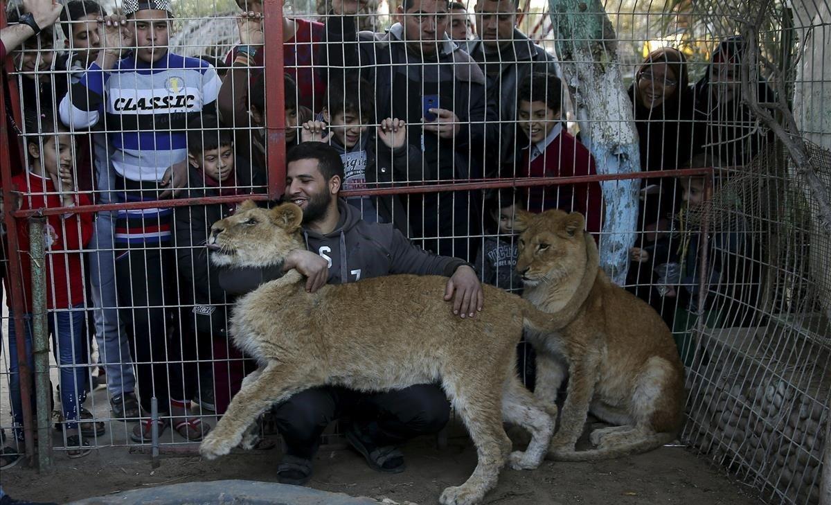 Visitantes palestinos observan a Ahmad Jomaa, un trabajador del zoológico, que juega con dos leones dentro de su jaula, en el zoológico del campamento de refugiados de Rafah, sur de la Franja de Gaza. Fathi Jomaa, propietario del zoológico, dijo que cuatro cachorros de león murieron a causa de la tormenta en el pequeño zoológico