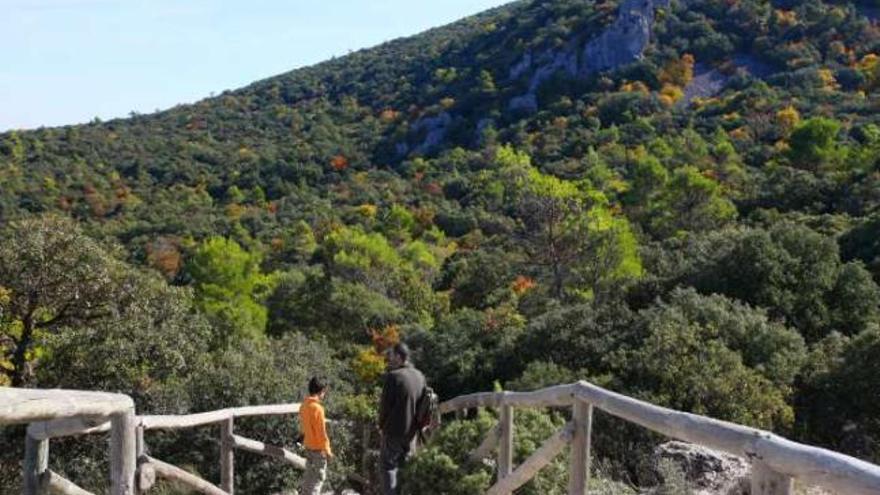 Imagen del área forestal del parque natural de la Font Roja.