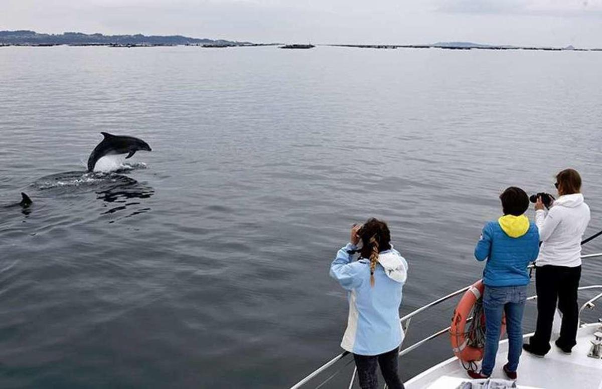El BDRI cita a universitarios de todo el mundo para estudiar delfines en Arousa