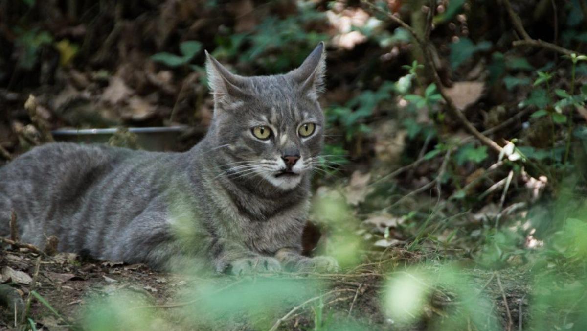 Uno de los gatos de la Fundació El Hogar, en Osona, Barcelona.