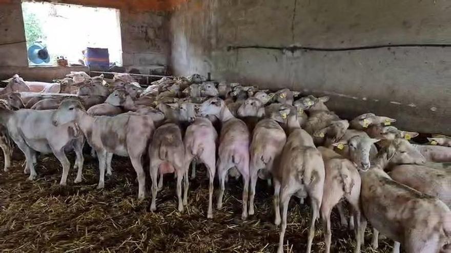 "A la llana li falta indústria"