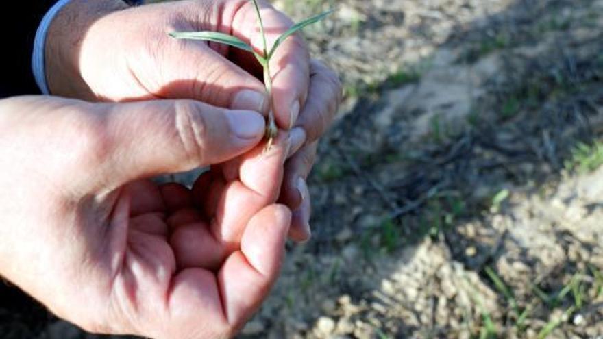 Una planta de cereal poc crescuda en un camp de la Segarra.