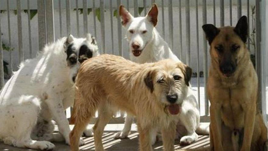 Destinan 300.000 euros para recoger perros sin dueño