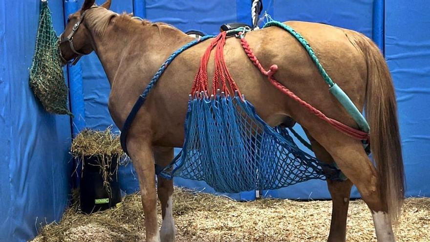 Uno de los caballos atendidos en el hospital clínico veterinario del CEU UCH.