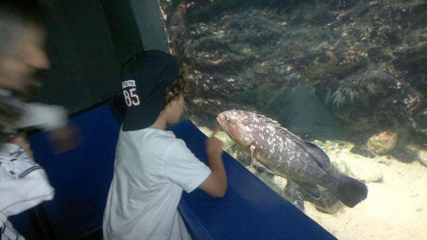 Despedida en el Acuario