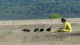 Els ibis ermitans fan escala a Ordis abans d'arribar a Andalusia