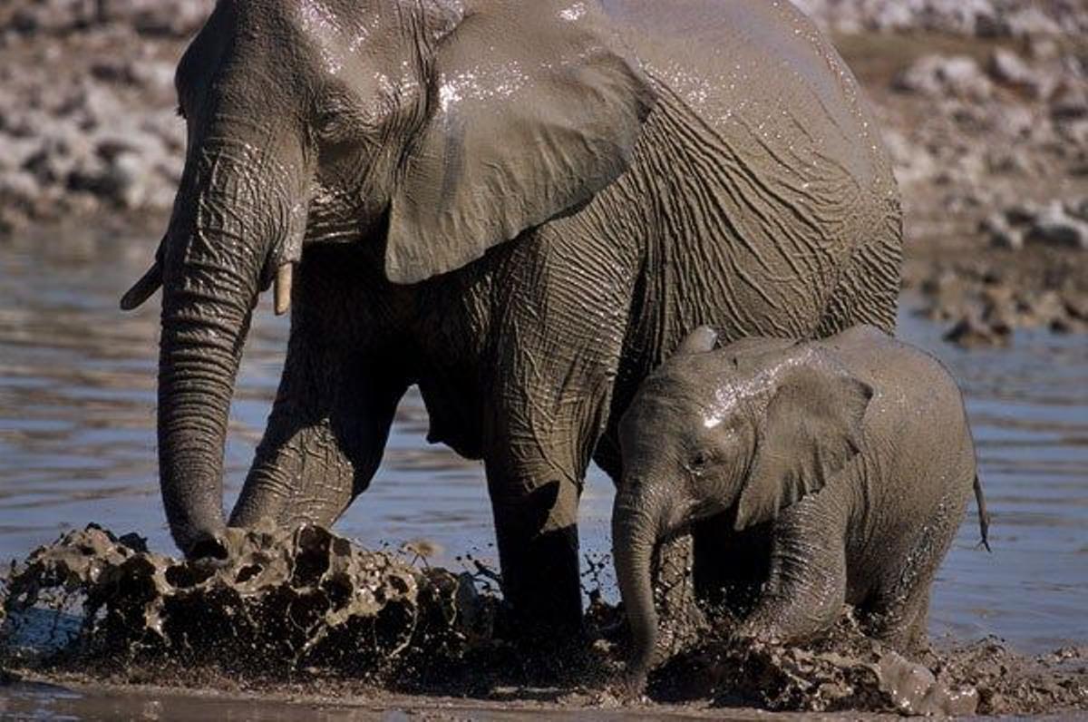 Un elefante y su cría en el Parque Nacional de Etosha.