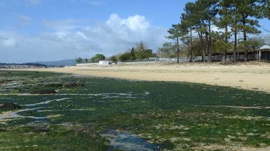 Un espeso manto verde cubre la playa de O Terrón. // Noé Parga