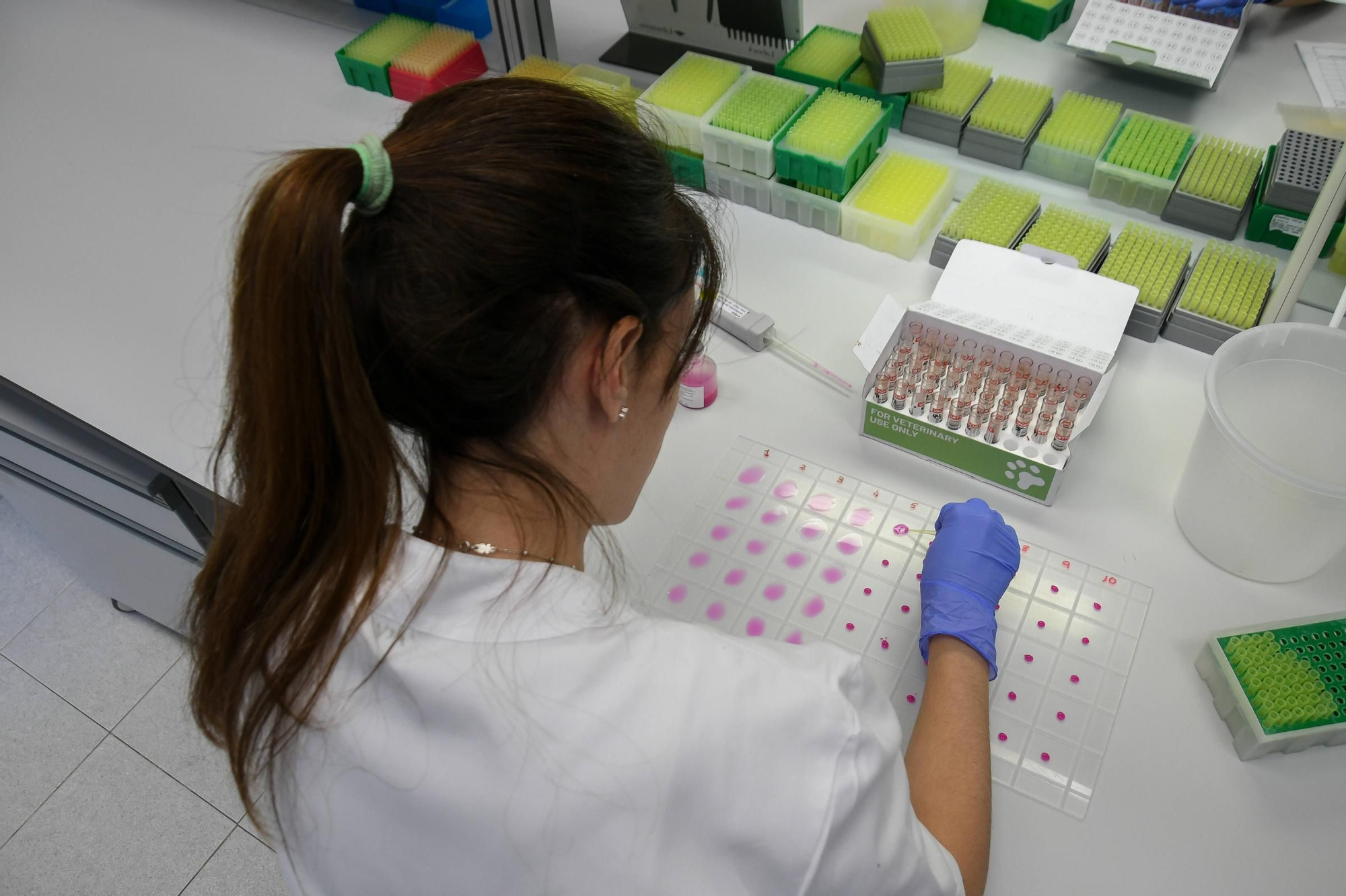 GALERÍA | Así trabaja el Laboratorio de Sanidad Animal de Zamora