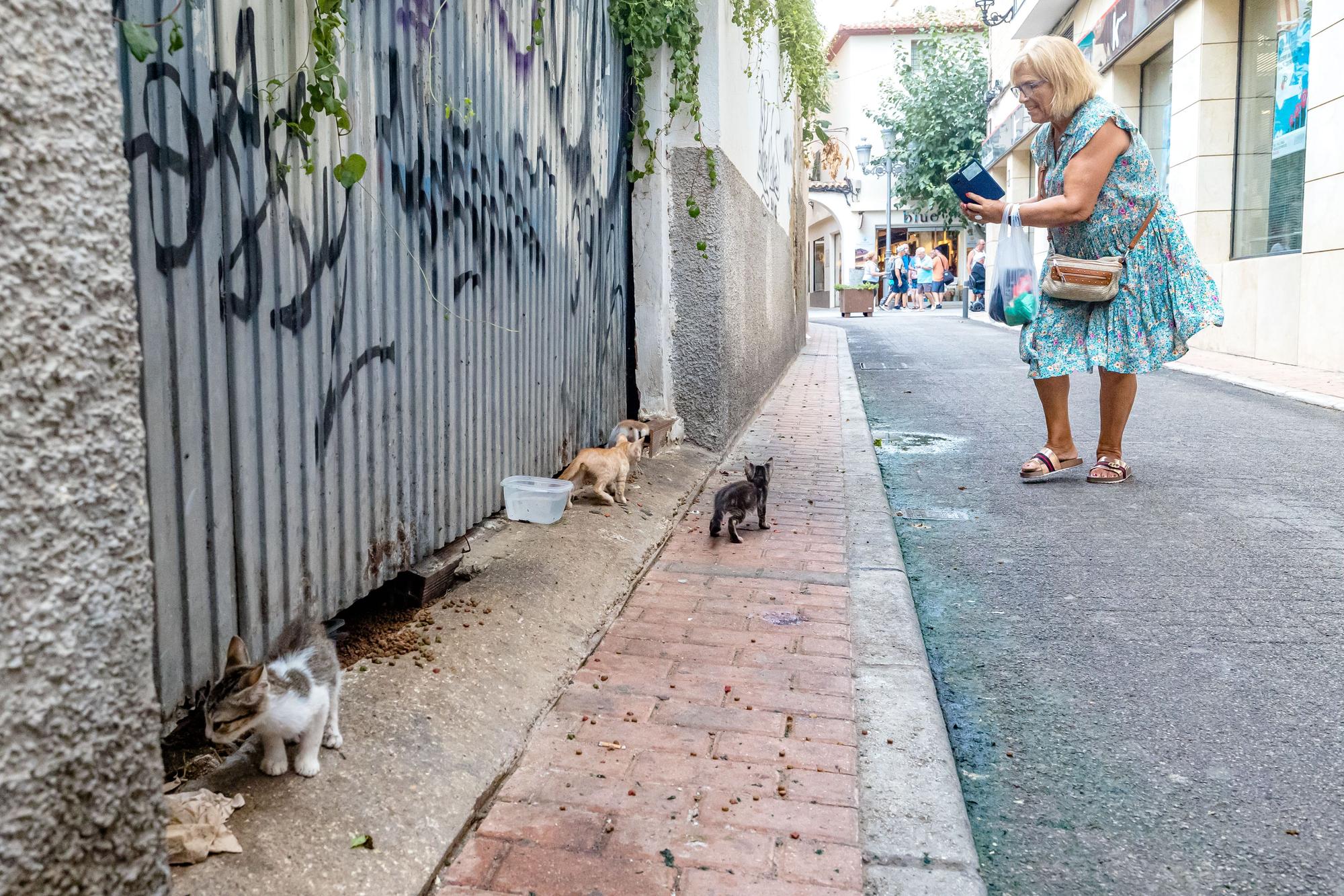 Los gatos toman las calles de Benidorm