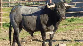 Los toros de Victorino vuelven a Castellón