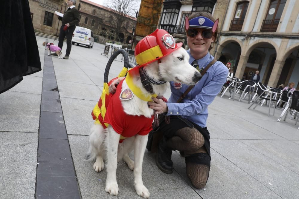 Mascotas disfrazas en Avilés