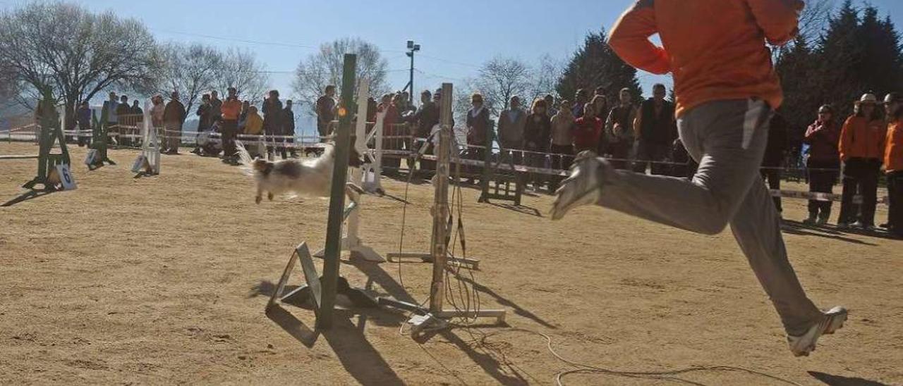 Pruebas de agility en la zona que el Concello pretende destinar a espaciiento de perros. // Gonzalo N.