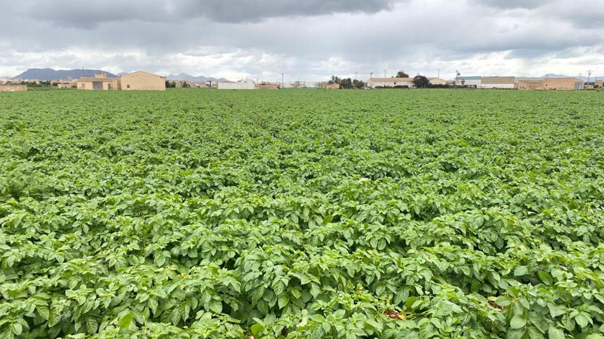 Un cultivo de patatas en sa Pobla.