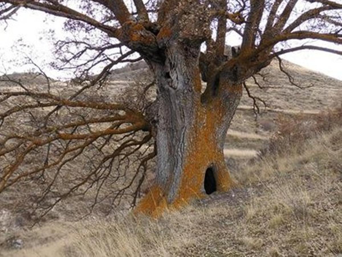 Rebollo de las Umbrías de Barrachina, árbol con una edad cercana a los 400 años.