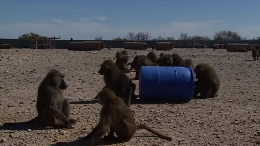 Así escapan cuatro monos de un centro de investigación de Texas