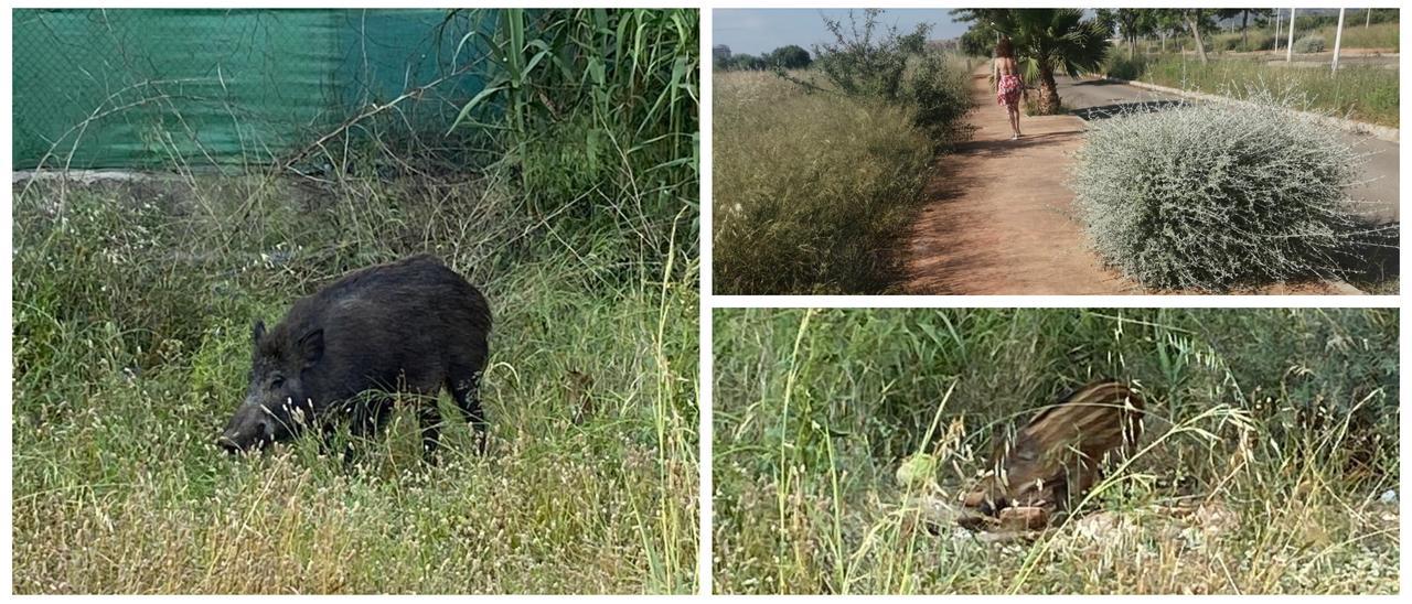 Los vecinos del PAI Torre la Sal, en Cabanes, recriminan que los jabalís «hacen su agosto» en esta urbanización.