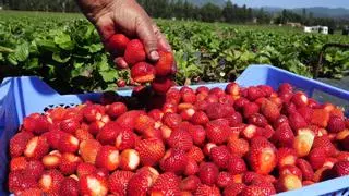 Moreno exige responsabilidades al Gobierno por la entrada de 1.500 kilos de fresas con hepatitis A