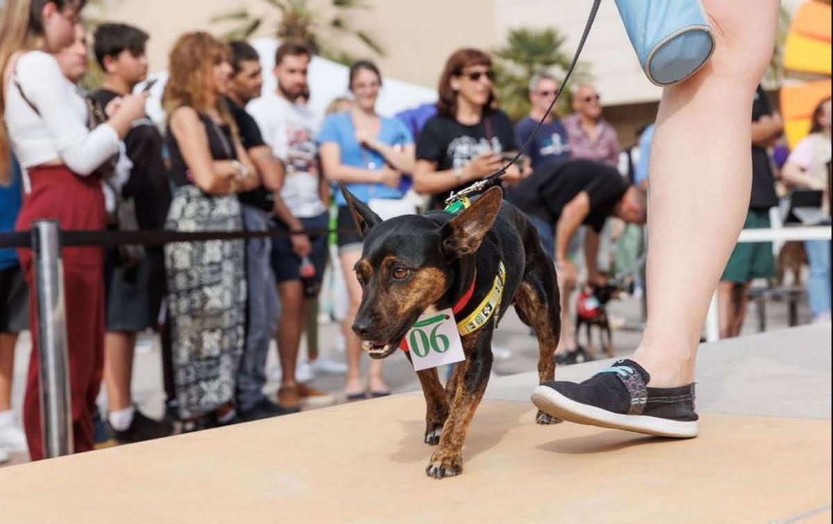 Uno de los perros que participaron en el desfile. | PELUDITOS